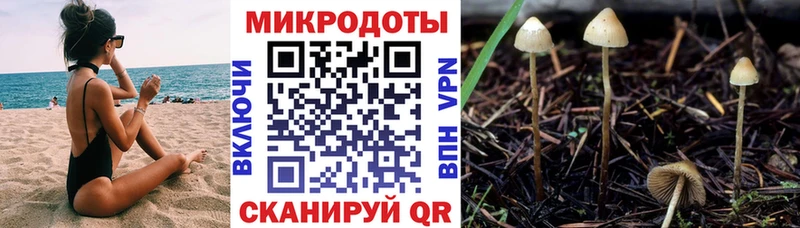 дарнет шоп  Ярцево  Галлюциногенные грибы Psilocybine cubensis 